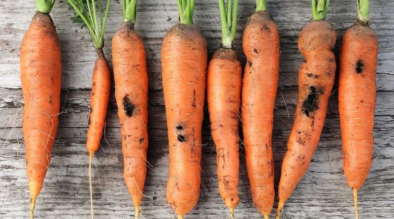 Packing Damaged Roots With Good Ones