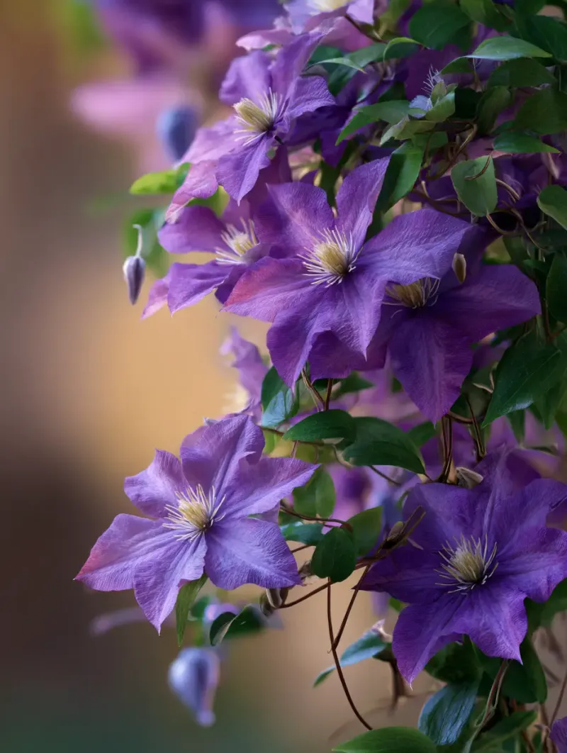 Clematis