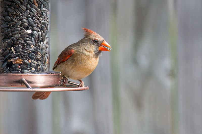 Place Food and Water Near Protective Cover