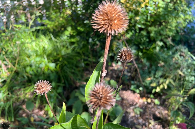 Over-Tidying the Coneflower Bed