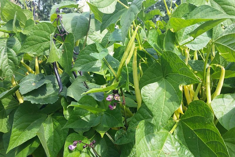 Bush Beans