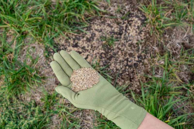 Overseed Bare Lawn Patches