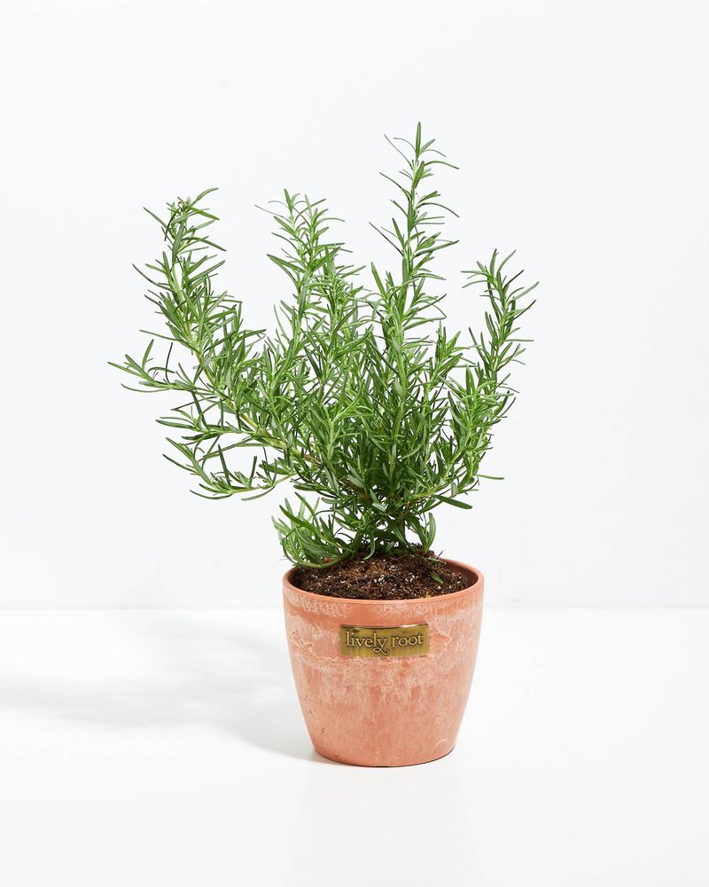 Woody stems do not prove drowning