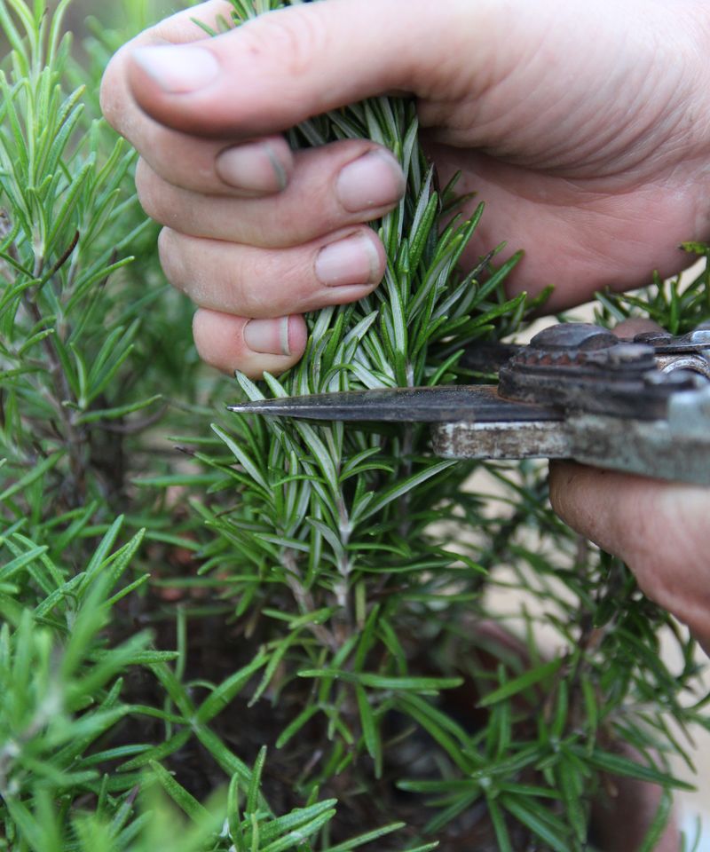Select several healthy, flower-free tips