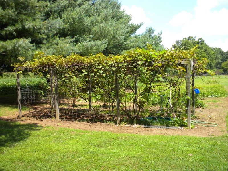 Build the planting around permanent support