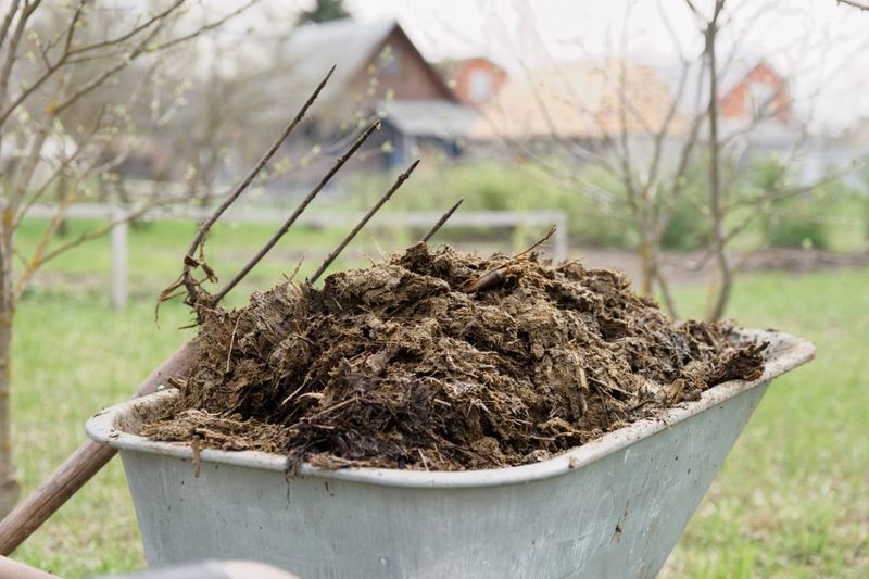 Adding Fresh Manure or Rich Compost Mid-Season