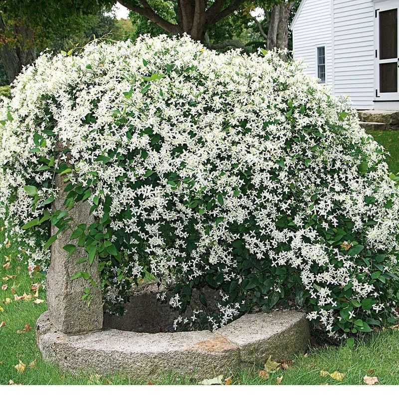 Clematis (Reblooming or Sweet Autumn)