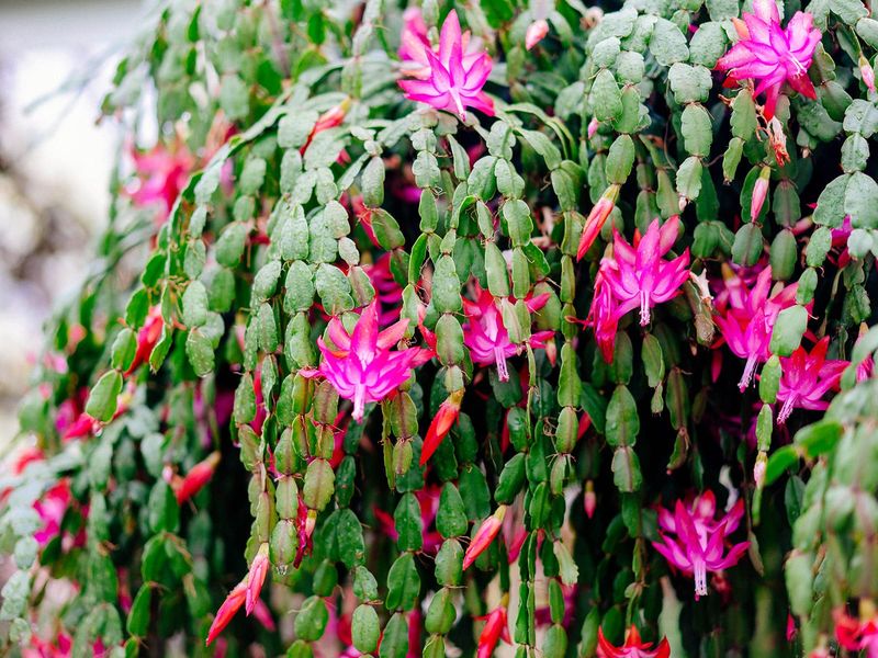 Pinch in June, Then Let Fall Trigger the Blooms
