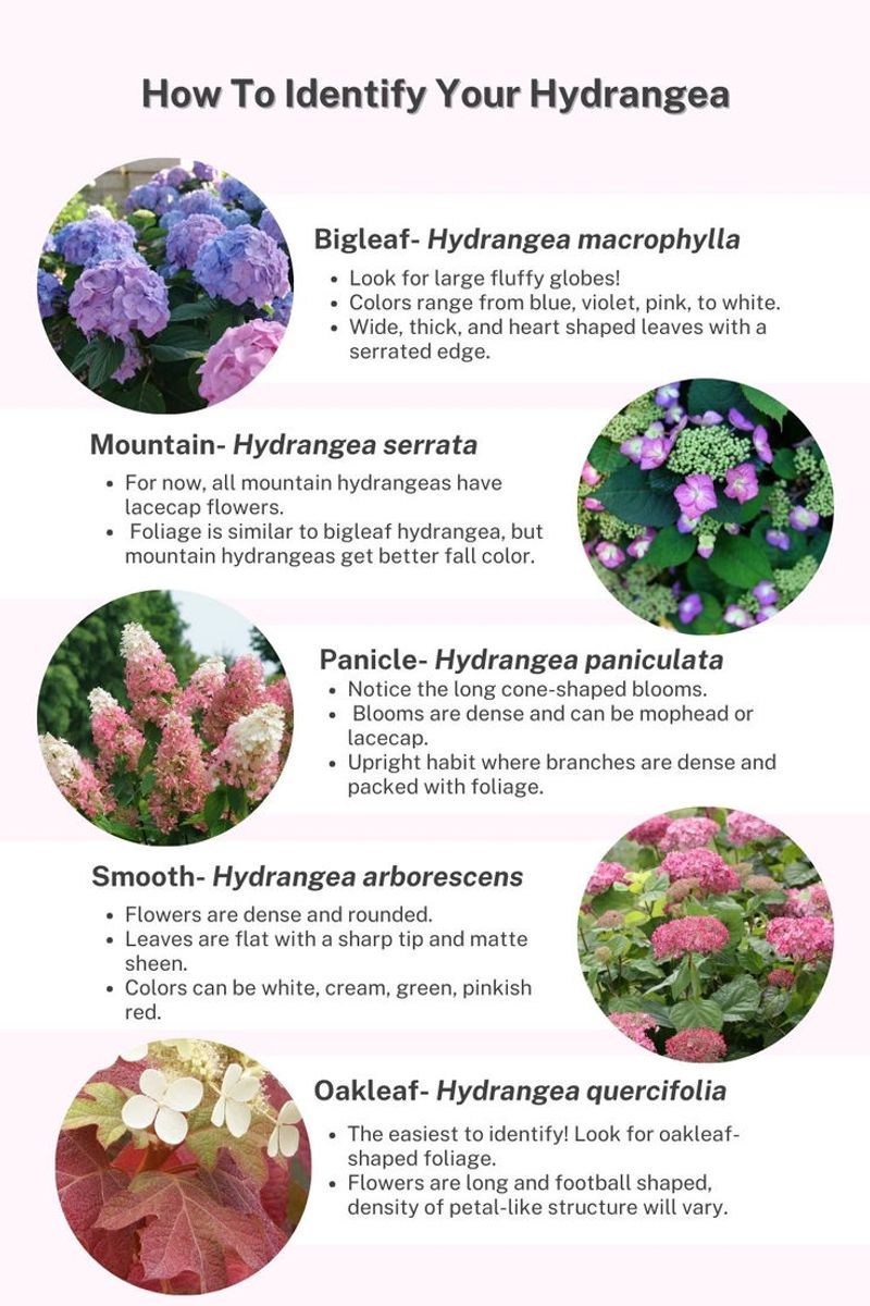 Which hydrangea do you have?