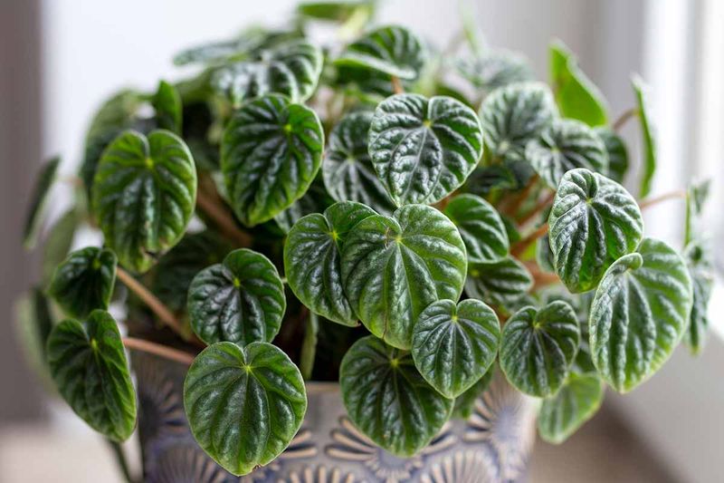 Peperomia