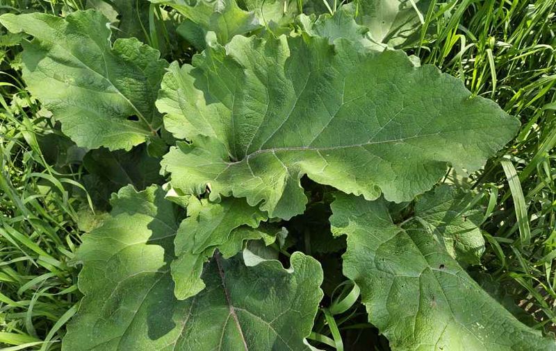 Do not eat an unidentified garden weed