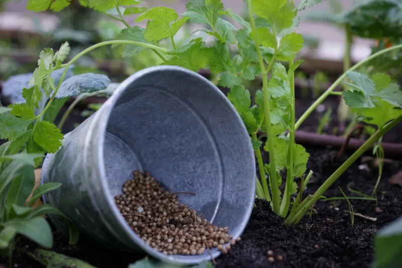 Dill and Cilantro