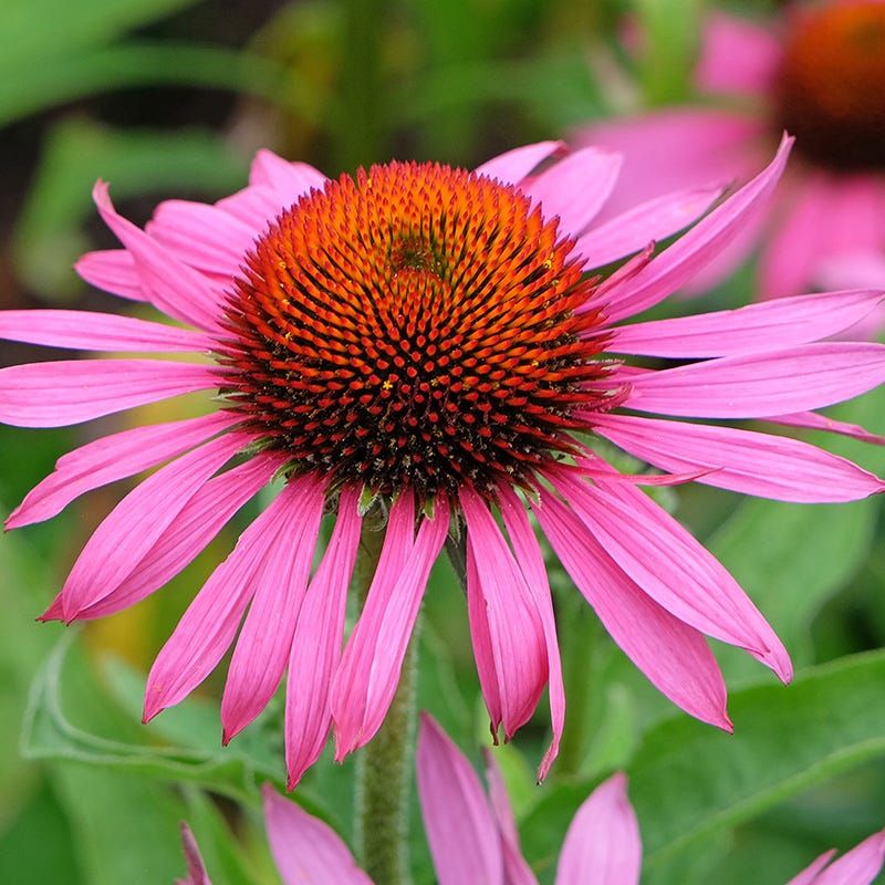 Echinacea purpurea (Coneflower)