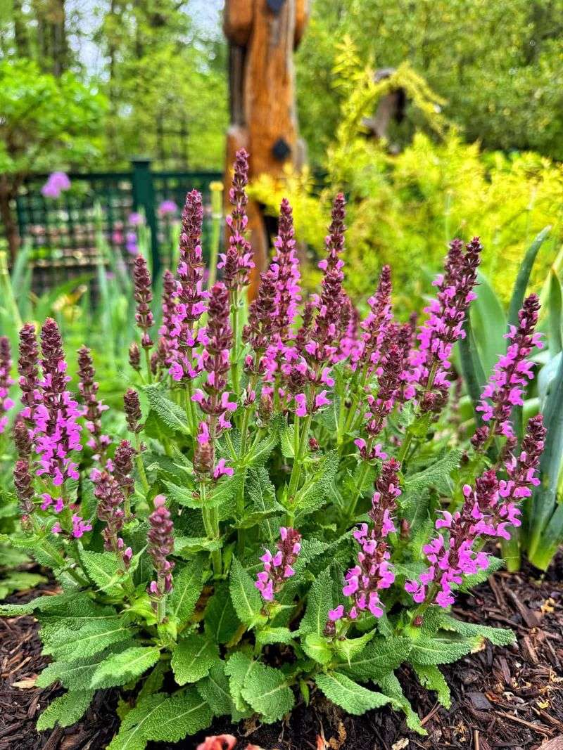 Perennial Salvia