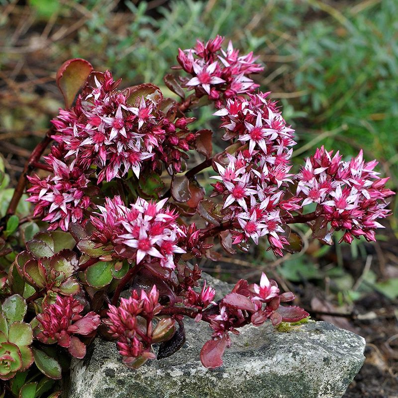 Blood Sedum
