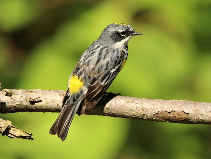 Yellow-rumped Warbler