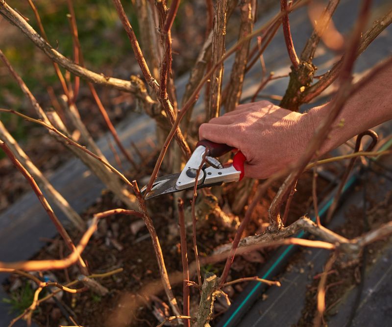Use the dormant-season window, not a statewide deadline