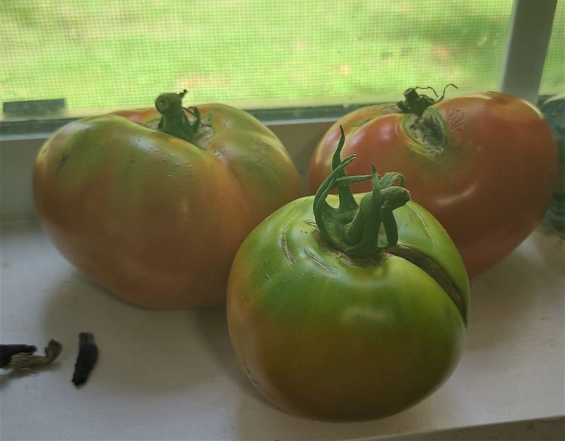 Harvest at the Breaker Stage and Ripen Indoors