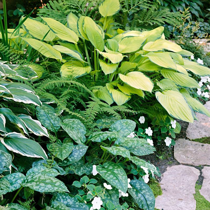 Handle dry shade without misreading the soil