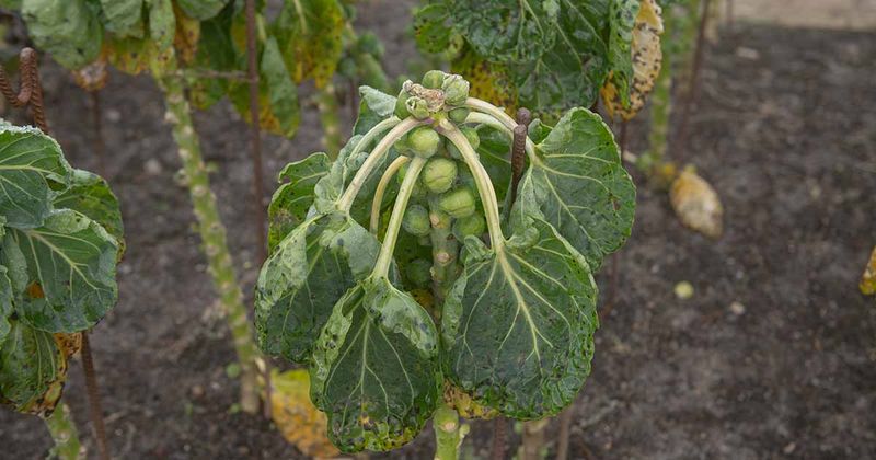 Loose sprouts do not all signal the same problem