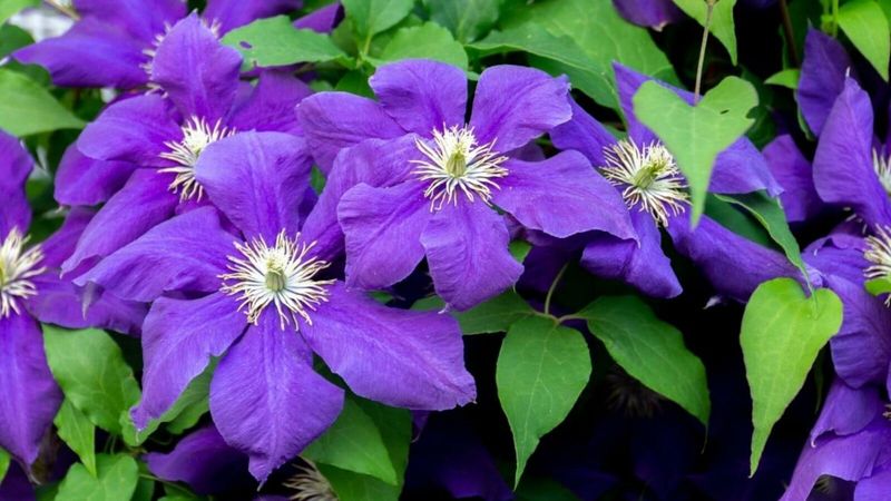 How often should you feed clematis?