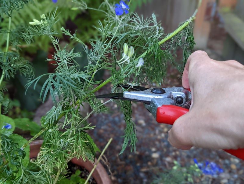 Cut the finished stalk to the basal foliage