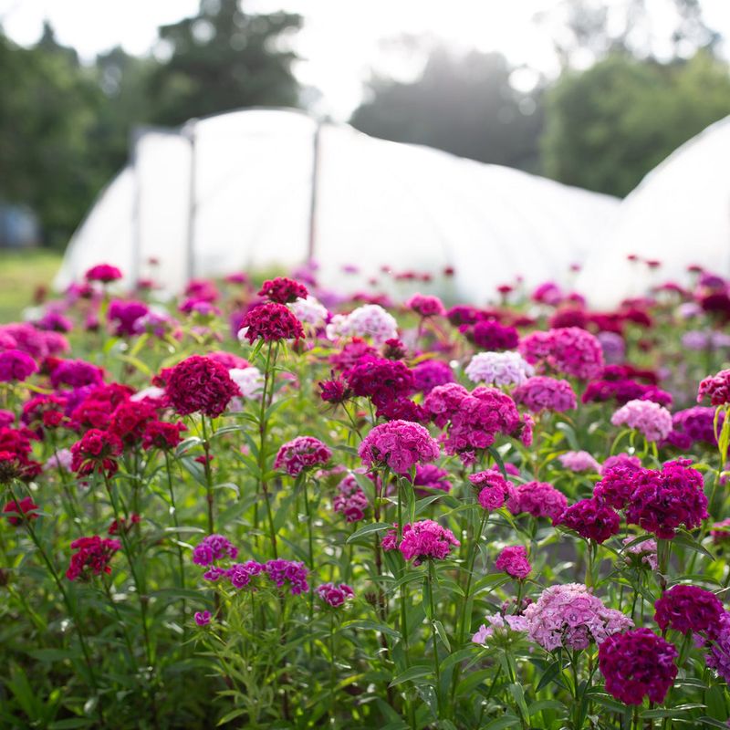 Sweet William (Dianthus barbatus)
