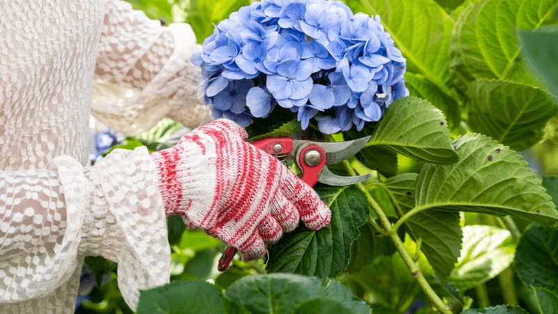 Prune Old-Wood Bloomers Correctly