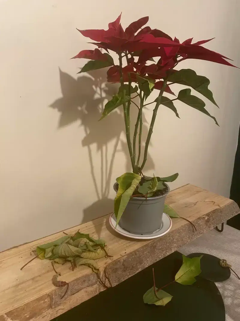 Leaf Drop Does Not Tell You to Start a Dark Treatment