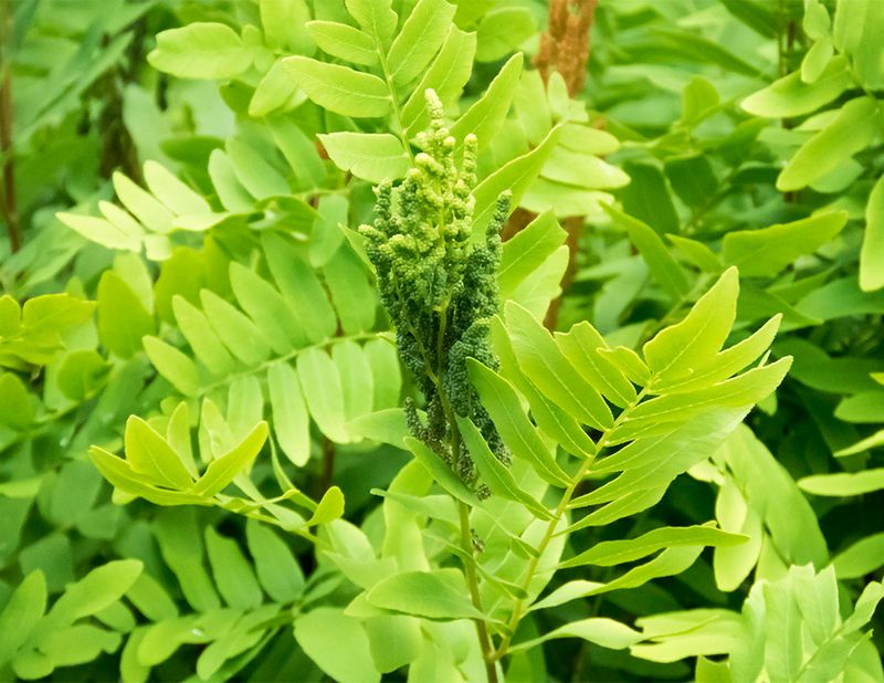 Royal Fern
