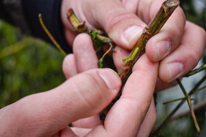 Assess stem health without relying on buds