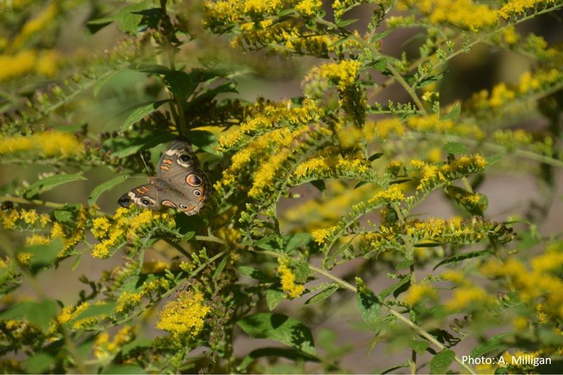 Start with wrinkled goldenrod, not a generic goldenrod label