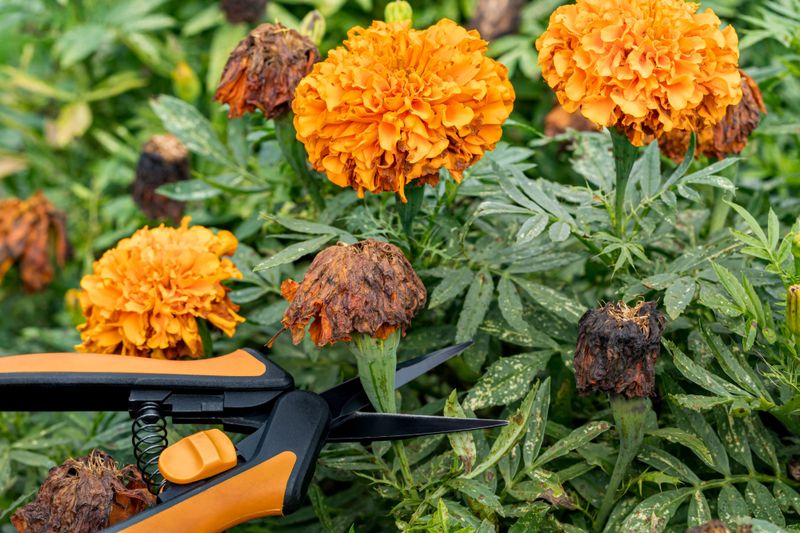 Remove Flower Heads from Stems