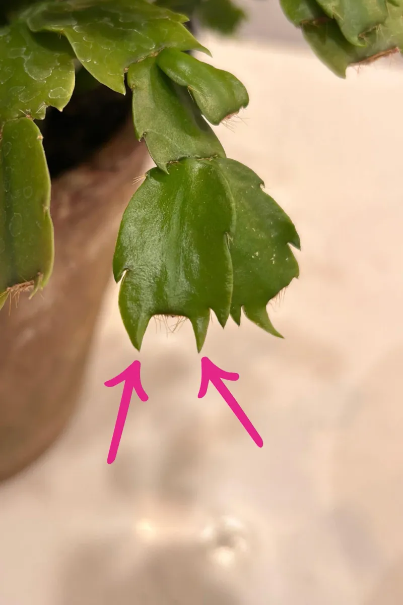 The cactus you own may not be a Christmas cactus
