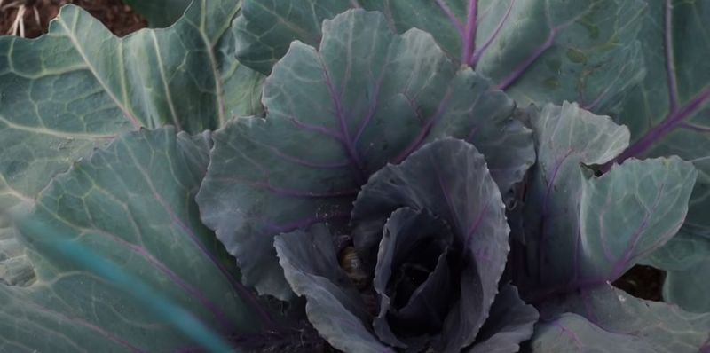 Cold can change the color and availability of phosphorus