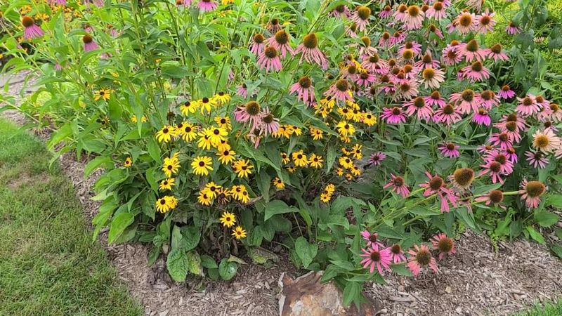 Tucked Behind Taller Perennials That Block the Light