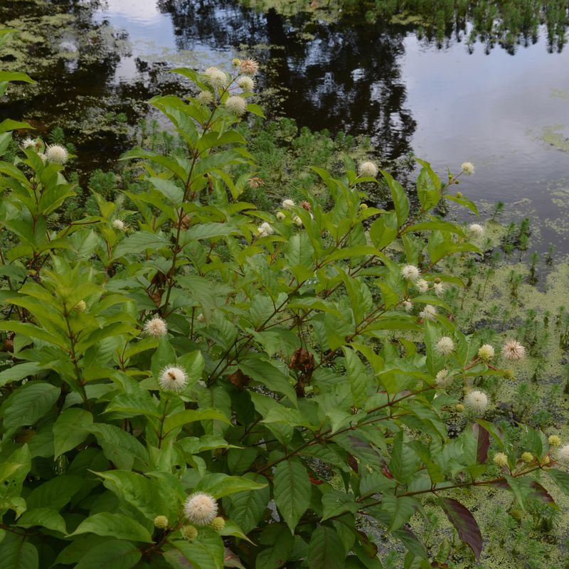 Why common buttonbush fits a wet North Carolina site