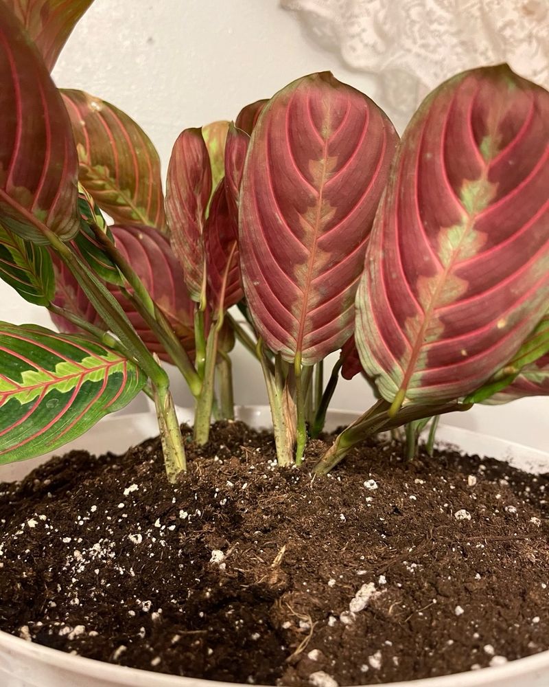 A prayer plant’s nightly pose is a normal daily movement