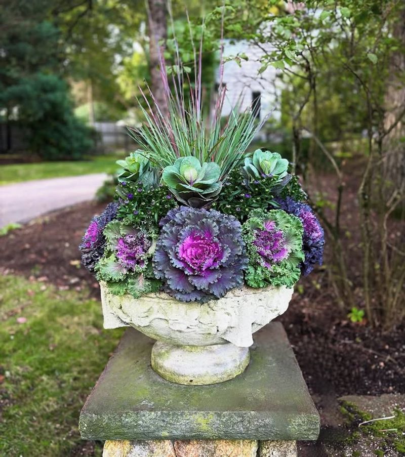 Skip: Ornamental Kale and Cabbage