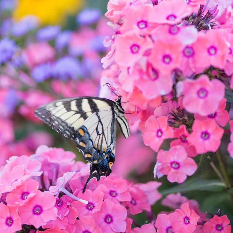 Garden Phlox (Phlox paniculata)