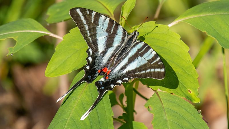 A Host Plant for Zebra Swallowtails