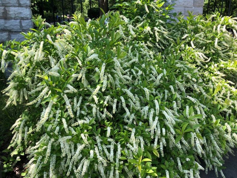 Virginia Sweetspire (Itea virginica)