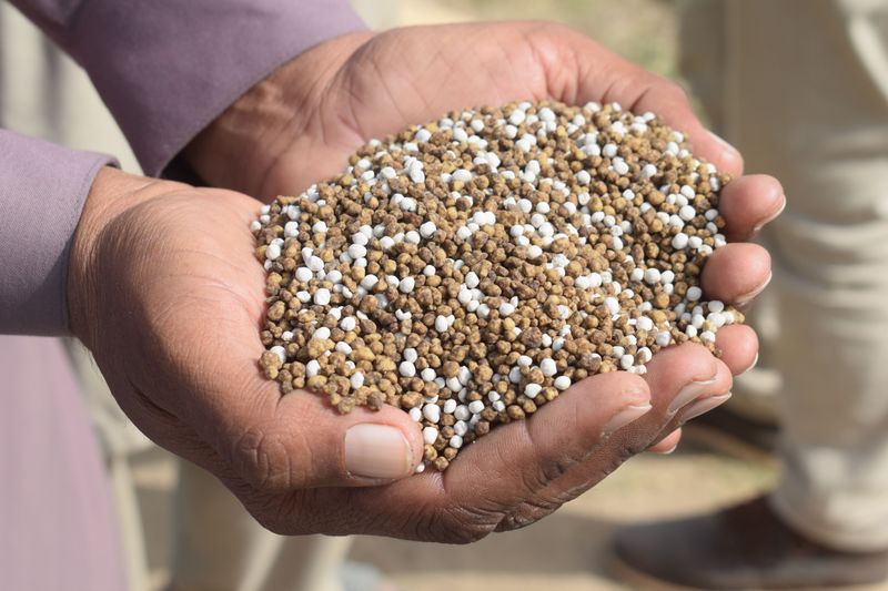 Feed With Phosphorus Fertilizer
