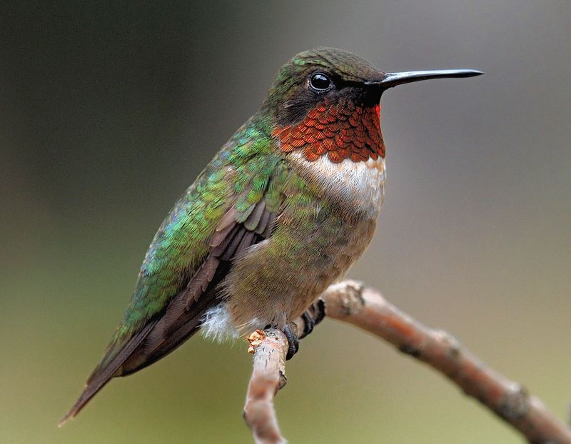 Is it the same hummingbird?