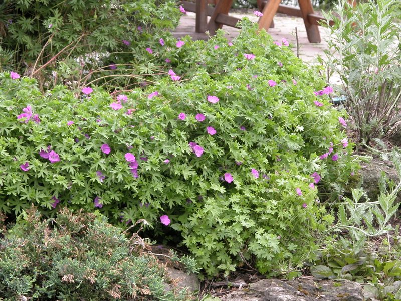Hardy Geraniums