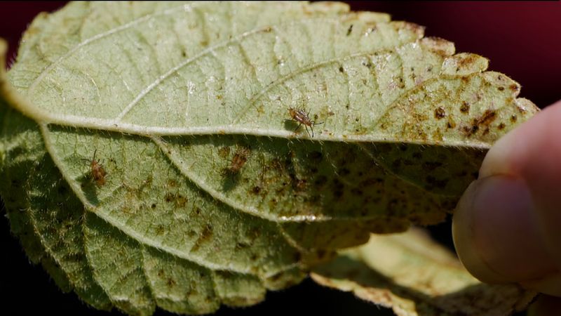 When moisture is adequate, check the other bloom blockers