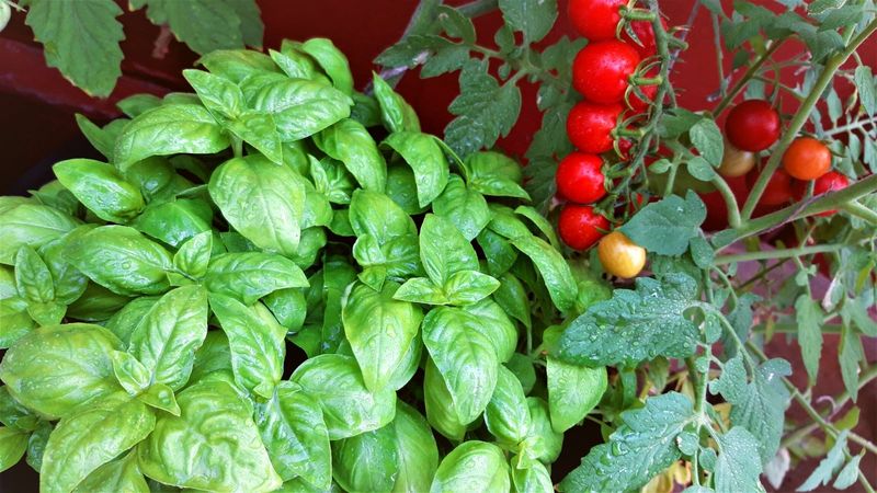 What Tomato-and-Basil Studies Actually Found