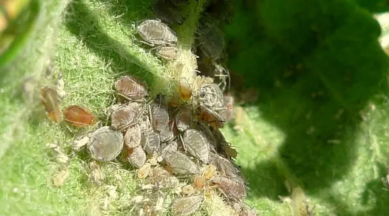 Aphids Do Not Always Put a Healthy Plant in Immediate Danger