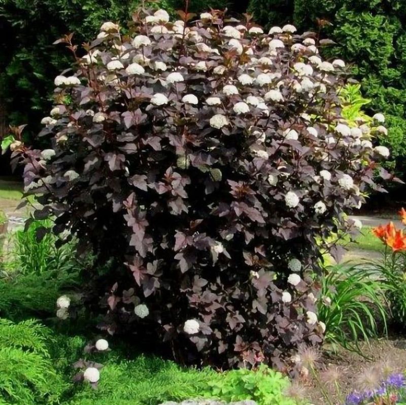 Ninebark