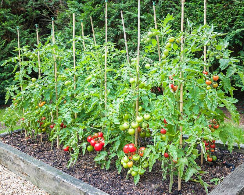 Tomatoes